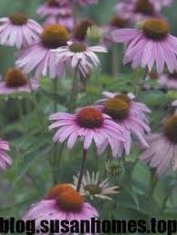 Pin On Coneflower