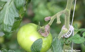 Image result for tomato seedling botrytis