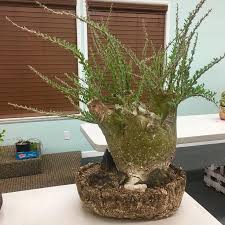 Image result for Sesamothamnus lugardii
