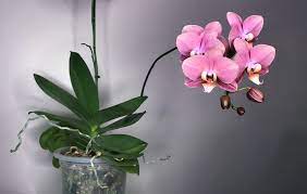 Butterfly Orchid Flower Recipe Best Flower Wallpaper