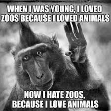 Pin By Katelyn Ridlbauer On Vegan And Proud Animals Animal Activism Cute Funny Animals