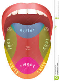 Tongue Taste Areas Stock Vector Illustration Of Schematic