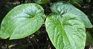 Kava Why Nature S Xanax Is Making A Comeback