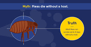 It is advisable to take precaution and eliminate fleas at an early stage. 10 Pest Control Myths You Need To Know The Pest Control Co