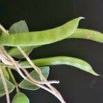 Image result for Macrotyloma tenuiflorum