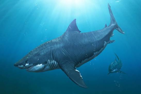 The Meg: the ocean's fossil record is a treasure trove for potential  monster movies