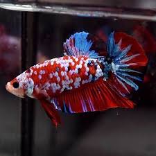 Rare Live Betta Fish Huge 1 8 034 Body Red Koi Super Galaxy Halfmoon Plakat 480 Betta Fish Betta Fish