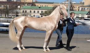 اجمل حصان في العالم افضل صور خيول بالدنيا حبيبي