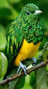 Pin By Erdal Yavas On Nature Animals Beautiful Pet Birds Beautiful Birds