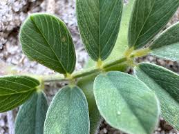 Image result for Tephrosia argyrolampra