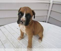 Adopt sally (bonded with luna) a white boxer / mixed dog in noblesville. Puppyfinder Com Boxer Puppies Puppies For Sale Near Me In Kokomo Indiana Usa Page 1 Displays 10