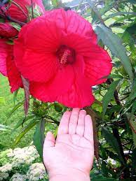 Pin On Garden