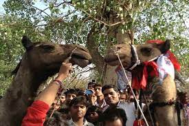Can i do more to encourage him to fill his proper role in the family? 7000 People Bless Couple As Camels Married Off In A Gala Ceremony Blah News India Tv