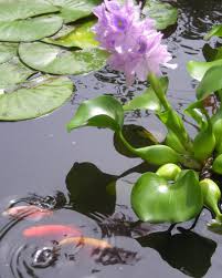Pin On Kois And Fish Pond Inspiration And Tips