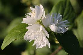 Image result for Disperis virginalis