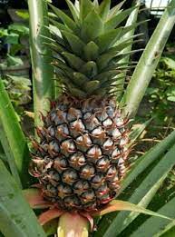 Ia berasal dari pokok pine dan dikatakan mempunyai banyak manfaat dan khasiat bagi kesihatan. Manfaat Buah Nanas Steemit