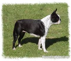 Contact massachusetts boston terrier breeders near you using our free boston terrier breeder search tool below! Boston Terrier Puppies Breeders Terriers