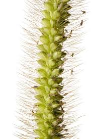 Image result for Setaria pumila