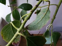 This results in damage and appears as burned leaf tips and even an early leaf drop. Avocado Plant White Resin Wax Like Substance On Back Of Leaves What Could It Be Gardening Landscaping Stack Exchange