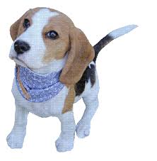 Dog Chien Beagle Tail Wagging Animated Sit Dog Doggy Pup Puppy Chien Tail Wagging Sit Sitting Pet Pets Animal Animals Animated Animation Gif Diver Divers Tube Tubes Picmix Discover the magic of the internet at imgur, a community powered entertainment destination. dog chien beagle tail wagging animated
