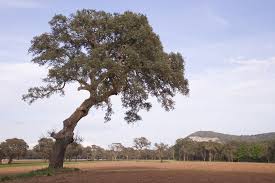 Image result for Quercus suber