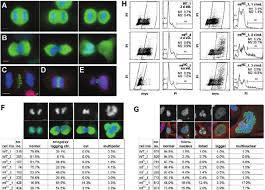 Check spelling or type a new query. Cells Exhibiting A Cut Phenotype Even Tually Fail To Undergo Download Scientific Diagram
