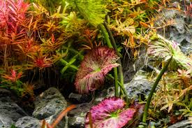 Image result for Nymphaea lotus