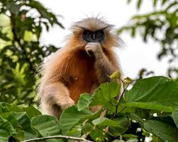 Anda harus lebih optimis tentang apa yang ditawarkan (tersedia) di masa depan. Golden Langur Spesies Monyet Paling Handsome Di Dunia Iluminasi