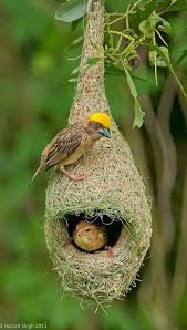 Birds With Their Nest Pin By Theodora Papantoniou On Nature Beautiful Birds Pet Birds Rare Birds