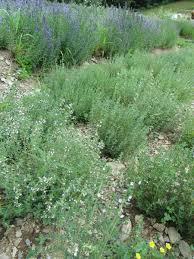 Maybe you would like to learn more about one of these? Thyme Herb Seeds 406 Turtle Tree Seed Initiative