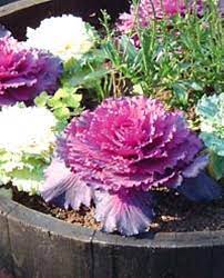 Find photos of decorative cabbage. Ornamental Kale Brightens Your Fall Garden Illinois Times
