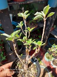 Image result for Pouzolzia mixta