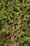 Image result for Chamaecrista zambesica