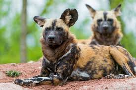 Communicate with the petting zoo you select to work out the details of your event. Exotic Animal Attacks On Humans Statistics Hubpages