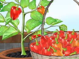 120 days to maturity, worlds hottest pepper, hybrid this number is great to use when figuring out when to plant and what to plant. How To Grow Bell Peppers Indoors With Pictures Wikihow