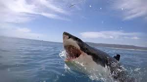 The bull shark is classified as number three on the list of most dangerous sharks in the world when it comes to attacks on humans. Sharkfest Review Raging Bull Shark Nat Geo Laughingplace Com