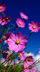 Flower close up hd wallpaper. Flowers Wallpapers For Mobile Wallpapers Hd Fine Desktop Background