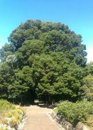 Image result for Afrocarpus falcatus