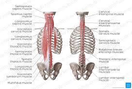 Large muscles and an intricate network of ligaments in your lower back support serve to stabilize your spine and power your. Back Muscles Anatomy And Functions Kenhub