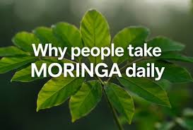 Meet Moringa oleifera, the miracle tree supporting immunity with nutrients  such as Vitamin A, Vitamin C, and Vitamin E. This antioxidant-rich  superfood #helps fight inflammation, support gut health, and balance blood  glucose.