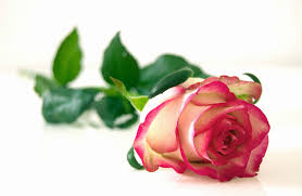 2064 317 rose flower love. Pink And White Rose Flower Free Stock Photo