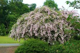 Image result for Kolkwitzia amabilis