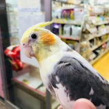 オカメインコ の販売一覧 東京からもほど近い 千葉県 神奈川県 埼玉県のペットショップ