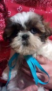 Welcome to united shih tzu puppies. Shih Tzu Puppies For Sale In Erie Pennsylvania Stuffinus