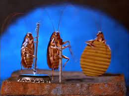 Cockroaches Dancing Coub The Biggest Video Meme Platform