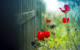 Aesthetic Flower Desktop Wallpaper