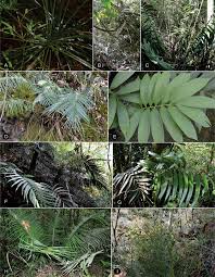 Image result for Zamiaceae