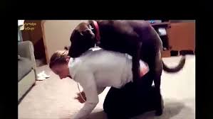 Funny mating, mating animals, funny animals, bringing joy and laughter to everyone. Mating With Human Dog Hump Fail Compilation 2016 Http Bestdramatv Net Dailymotion Video