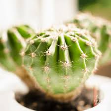 Alternatively, you can make a humidity tray by placing the pot on a waterproof saucer that is filled with gravel and halfway filled with water. The Ultimate Guide To Houseplants For Beginners 2021 Edition