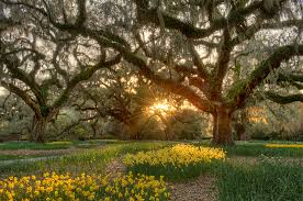 Mellow is a favorite for the locals in myrtle beach, loris, little river, tilghman forest, and the surrounding areas. Top Six Places To Take Family Photos In Myrtle Beach This Fall North Beach Rentals